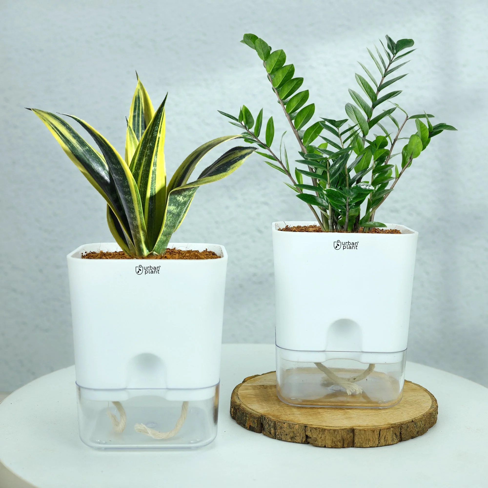 Self-Watering Ceramic Pot